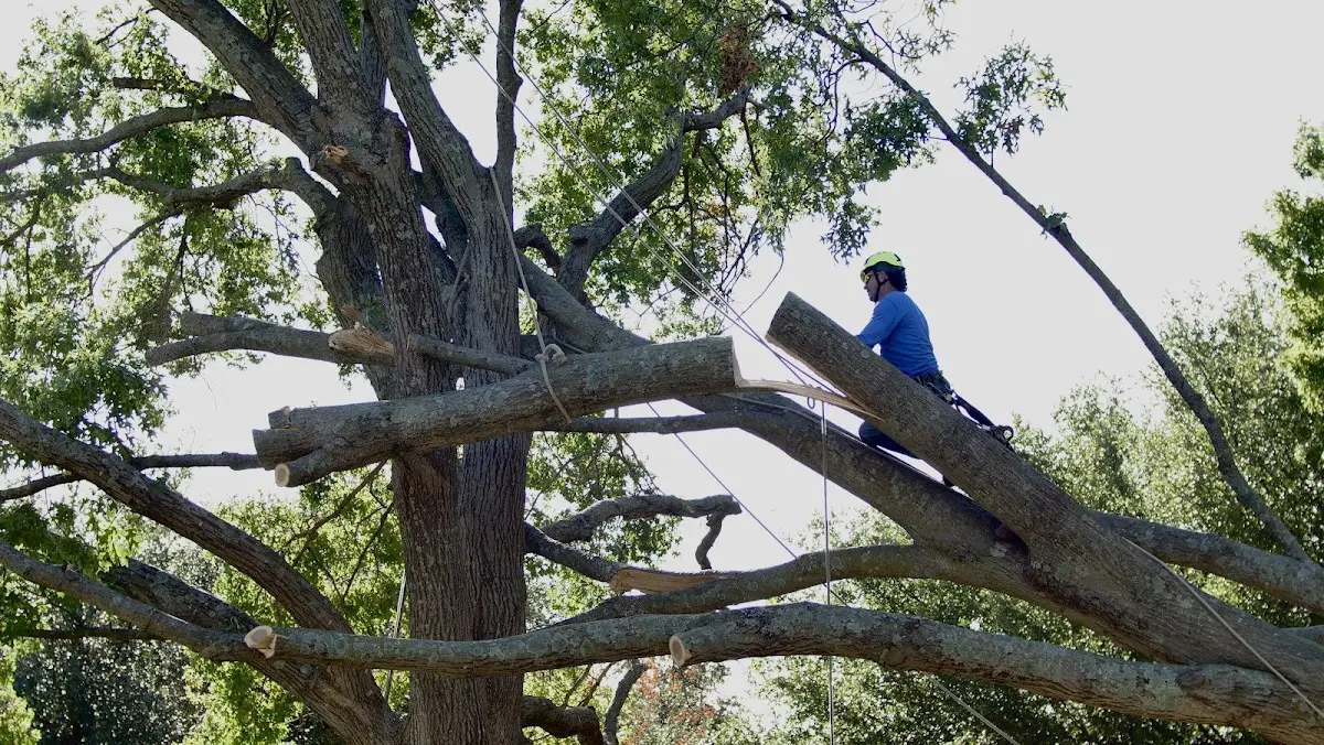 Professional Crown Thinning performed by certified arborists in Ronald