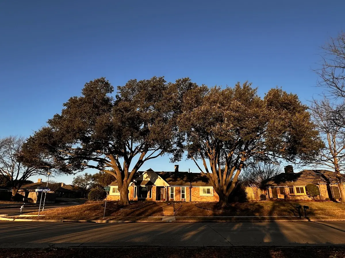 Established residential canopy tree shading a home in Ronald